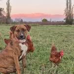 Perro guardián con gallinas al atardecer