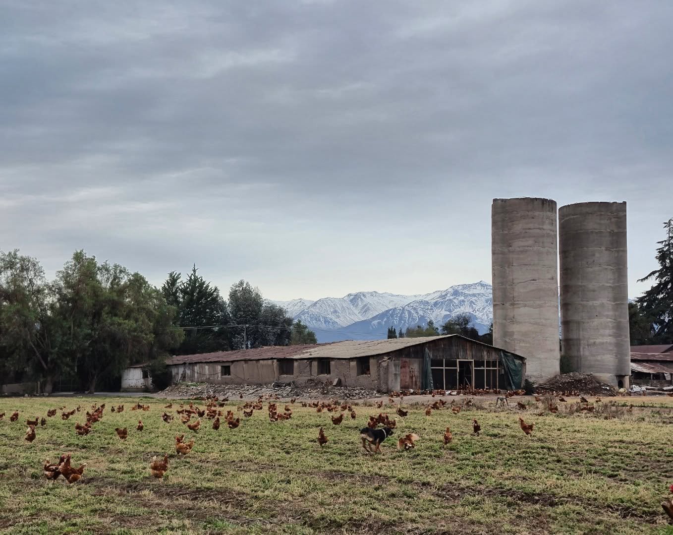 Los Silos con las montañas y gallinas