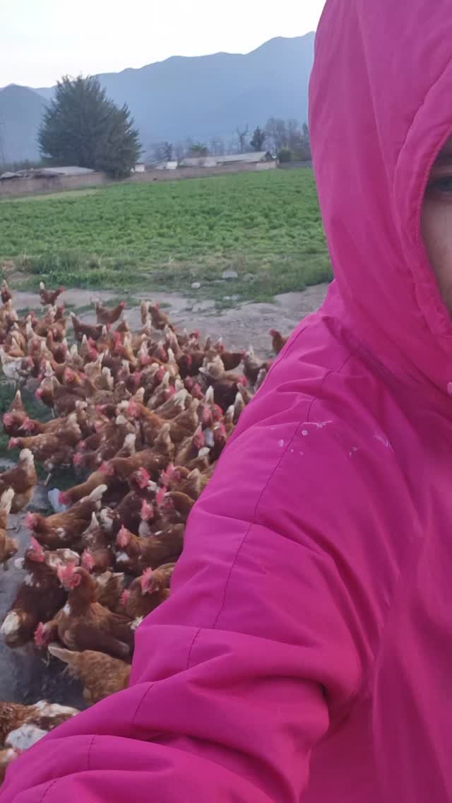 Gallinas de campo libre
